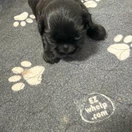Mocha - Black and white male Shih Tzu puppy in Reddell, Louisiana from TINYSHIHTZUFURU