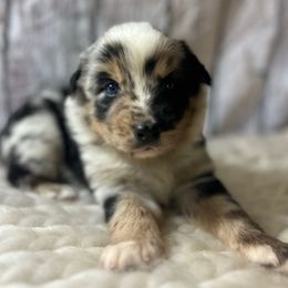 Blackstone - Black Collar - Blue merle male Australian Shepherd puppy in San Marcos, California from Faith Family Freedom Farm