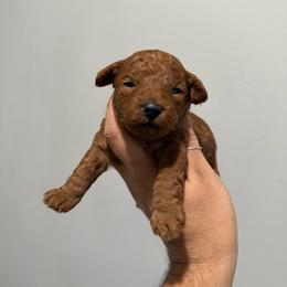 Chance - Red  male Poodle puppy in Tampa, Florida from The Sweet Life of a Toy Poodle