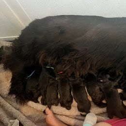 Newfoundland Puppies from Knallhart Kennels
