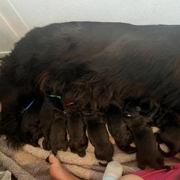 Newfoundland Puppies from Knallhart Kennels