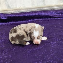Ruby Roo - Red merle female Miniature Australian Shepherd puppy in Lufkin, Texas from Texas Lil Cowdogs