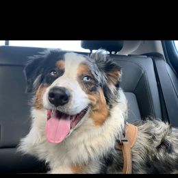 Australian Shepherd and Pomeranian All Grown Up from Willamette Valley Aussies