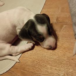 Boy 1 - Gray (blue) and tan male Dachshund puppy in Gracemont, Oklahoma from Frank's Mini Doxies