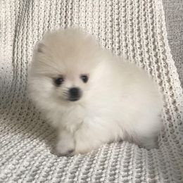 Bandit - Cream male Pomeranian puppy in Citrus Heights, California from Yev and Marina's Pomeranians (AKC)