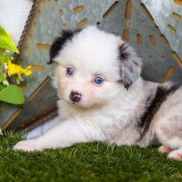 Lumen - Blue merle female Toy Australian Shepherd puppy in Granbury, Texas from Best Little Aussies