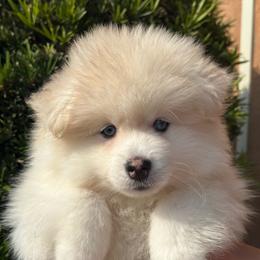 Sid - White male Pomsky puppy in Buena Park, California from H & H Pomskies