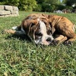 Bulldog Puppies from Life with Bulldog Paws