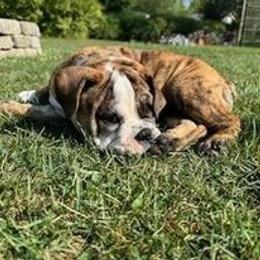 Bulldog Puppies from Life with Bulldog Paws