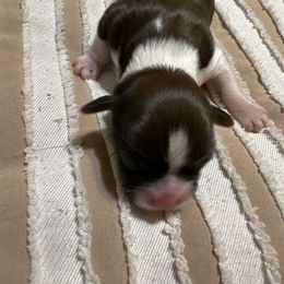 Cheri - Chocolate female Shih Tzu puppy in Temple, Pennsylvania from Kathy Diego's Shih Tzus