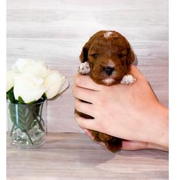 Espresso - Red  male Poodle puppy in Kissimmee, Florida from Poodle Doodle Kennels