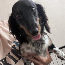 Oreo - Dachshund