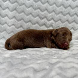 Casper - Chocolate male Dachshund puppy in Queen Creek, Arizona from Jolly Rogers Dachshunds