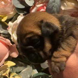 Steelo Brim - Red male Bulldog puppy in Hodges, South Carolina from Southern Standard Bulldogs