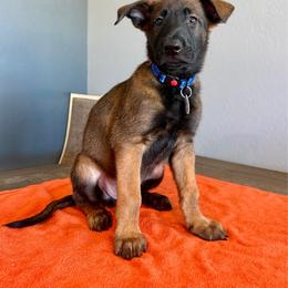Lando (Royal Blue) - Black sable male Belgian Malinois puppy in Buckeue, Arizona from Légende Vivante Du Chief Kennel