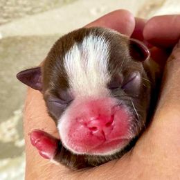 Boston Terrier and Rottweiler Puppies from Ronnie Dreher's Boston Terriers
