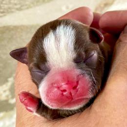 Boston Terrier and Rottweiler Puppies from Ronnie Dreher's Boston Terriers