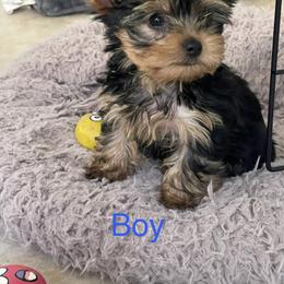 Yorkshire Terrier Puppies from Teddys Yorkies