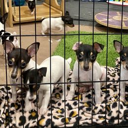 Toy Fox Terrier Puppies from FritzFox Toy Fox Terriers
