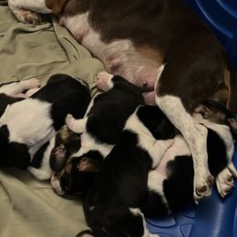 Beagles from PJ's Beagles