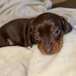 Milkshake - Chocolate and tan male Dachshund puppy in Corona, Ca Hemet, Ca Surpise, Arizona from Over The Moon Dachshunds