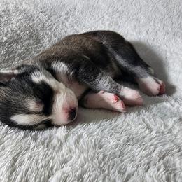 Siberian Husky Puppies from Wild and Wonderful Siberian Huskies