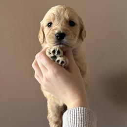 Girl 4 - female Goldendoodle puppy in Hamptonville, North Carolina from Goldendoodles of Vanhoy Farms