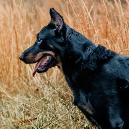 Ricky Bobby - Beauceron