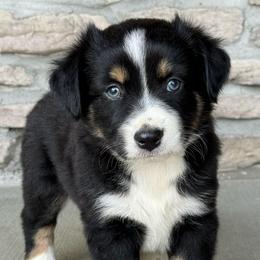 Vader - Black tri male Miniature Australian Shepherd puppy in Cunningham, Tennessee from Copper Creek Aussies