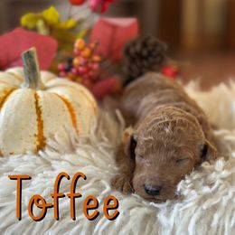 Toffee - Apricot female Poodle puppy in Dayton, Texas from Wolfe Island Poodles