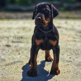 Gus - Black and rust male Doberman Pinscher puppy in China Township, Michigan from Snell's Superior Kennel Dobermann & GSP