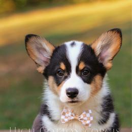 Vincent (Vince) - Black and tan male Pembroke Welsh Corgi puppy in Benton, Arkansas from High Cotton Corgis