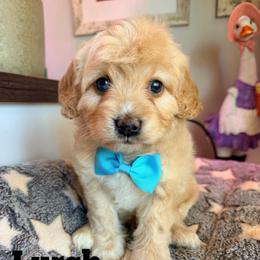 Lurch -with training - Cream male Cockapoo puppy in Boonville, North Carolina from Doods & Dolls