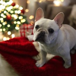 Pinky - French Bulldog