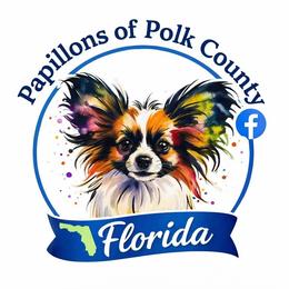 Feather - Black brown and white male Papillon puppy in Lake Wales, Florida from Papillon's of Polk County Florida