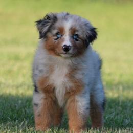 Blue Merle Female 2 - Blue merle female Australian Shepherd puppy in Northport, Alabama from Sipsey River Australian Shepherds