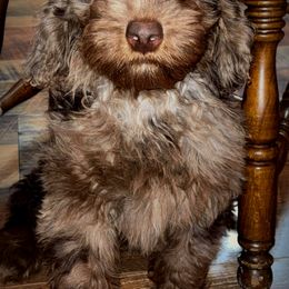 Wednesday - Merle Bernedoodle puppy in Virginia from P3 Kennel