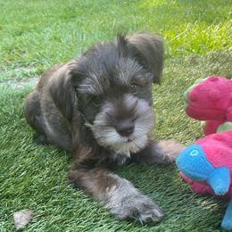 Remy - Liver male Miniature Schnauzer puppy in Anthony, Florida from Amanda Tragash