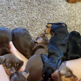 Dachshund Puppies from Brooke's Darling Dachshunds