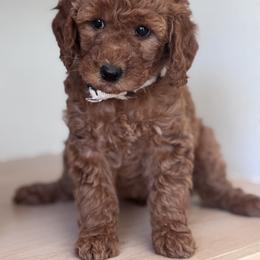 Goldendoodle and Poodle Puppies from East Valley Pups