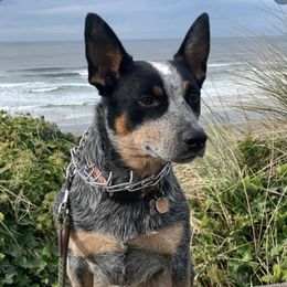 Australian Cattle Dogs from Kelly's Cattle Dogs