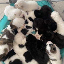Akita Puppies from Gloe Akita's