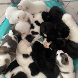Akita Puppies from Gloe Akita's