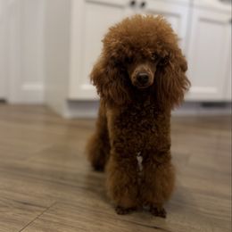 Vinny - Poodle