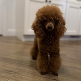 Vinny - Poodle