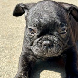French Bulldog Puppies from Churchill Frenchies