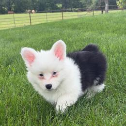 Taffy - Black and tan female Pembroke Welsh Corgi puppy in Bloomfield, Iowa from Beebe’s Corgis & Doxies