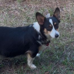 Celia - Pembroke Welsh Corgi