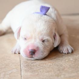 BonBon's Miss Violet - Yellow female Labrador Retriever puppy in Pasco, Washington from ROCK CREEK LABRADORS Pasco, WA