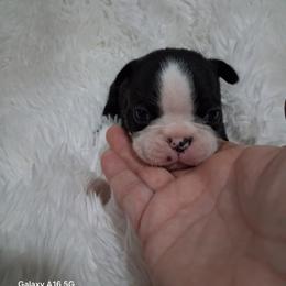 London - Black brindle and white female Boston Terrier puppy in Catawba, North Carolina from Lil Wiggles Boston Terriers